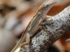 Anhinga lizards  (3 of 10)