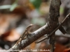 Anhinga lizards  (4 of 10)