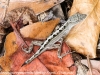 Anhinga lizards  (5 of 10)