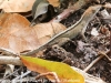 Anhinga lizards  (6 of 10)