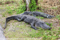 Florida Day One Royal Palm alligators March 10 2020 