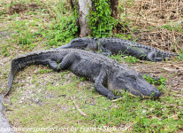 Fordia-Day-one-alligators-1-of-14