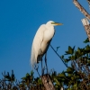 Florida-Day-six-Everglades-sunrise-birds-13-of-48