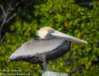 Florida Day Six Dagny Johnson Key Largo Botanical State park birds February 17 2022 