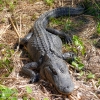 Florida-Day-six-Everglades-alligator-and-critters-14-of-35