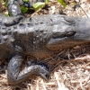 Florida-Day-six-Everglades-alligator-and-critters-15-of-35
