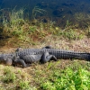 Florida-Day-six-Everglades-alligator-and-critters-2-of-35