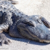 Florida-Day-six-Everglades-alligator-and-critters-21-of-35