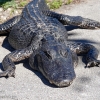 Florida-Day-six-Everglades-alligator-and-critters-29-of-35