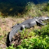 Florida-Day-six-Everglades-alligator-and-critters-3-of-35