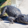 Florida-Day-six-Everglades-alligator-and-critters-30-of-35