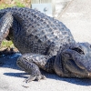 Florida-Day-six-Everglades-alligator-and-critters-31-of-35