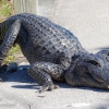 Florida-Day-six-Everglades-alligator-and-critters-32-of-35