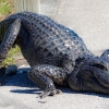 Florida-Day-six-Everglades-alligator-and-critters-33-of-35