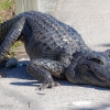 Florida-Day-six-Everglades-alligator-and-critters-34-of-35