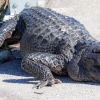 Florida-Day-six-Everglades-alligator-and-critters-35-of-35