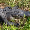 Florida-Day-six-Everglades-alligator-and-critters-4-of-35