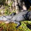 Florida-Day-six-Everglades-alligator-and-critters-7-of-35