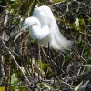 Florida-Day-six-Everglades-birds-4-of-11