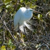 Florida-Day-six-Everglades-birds-5-of-11