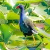 Florida-Day-six-Everglades-birds-6-of-11