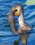 Florida Day Six Everglades Royal Palm Cormorant eating catfish January 15 2023 