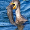 Florida-Day-six-Everglades-cormorant-1-of-44