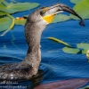 Florida-Day-six-Everglades-cormorant-12-of-44
