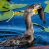Florida-Day-six-Everglades-cormorant-13-of-44