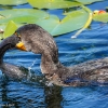 Florida-Day-six-Everglades-cormorant-14-of-44