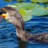 Florida-Day-six-Everglades-cormorant-15-of-44