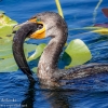 Florida-Day-six-Everglades-cormorant-16-of-44