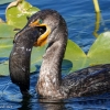 Florida-Day-six-Everglades-cormorant-17-of-44