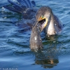 Florida-Day-six-Everglades-cormorant-19-of-44