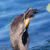 Florida-Day-six-Everglades-cormorant-4-of-44