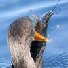 Florida-Day-six-Everglades-cormorant-5-of-44