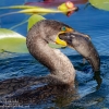 Florida-Day-six-Everglades-cormorant-7-of-44