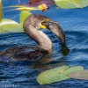 Florida-Day-six-Everglades-cormorant-8-of-44