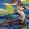 Florida-Day-six-Everglades-cormorant-9-of-44