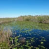 Florida-Day-six-Everglades-6-of-36