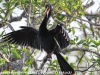 Everglades Anhinga morning walk birds  (10 of 39)