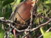Everglades Anhinga morning walk birds  (13 of 39)