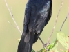 Everglades Anhinga morning walk birds  (18 of 39)