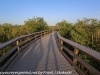 Everglades Anhinga morning walk  (11 of 42)