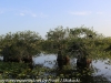 Everglades Anhinga morning walk  (13 of 42)