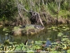Everglades Anhinga morning walk  (37 of 42)