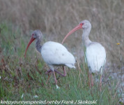 Florida Day Three  Everglades Flamingo birds February 19 2021