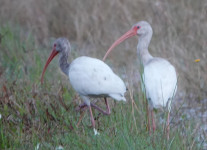 Florida-Day-three-Flamingo-birds-1-of-59