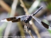 Flamingo Everglades hike dragonflies  (5 of 8)