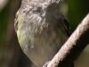 Everglades Mahogany Hammock  birds  (16 of 19)